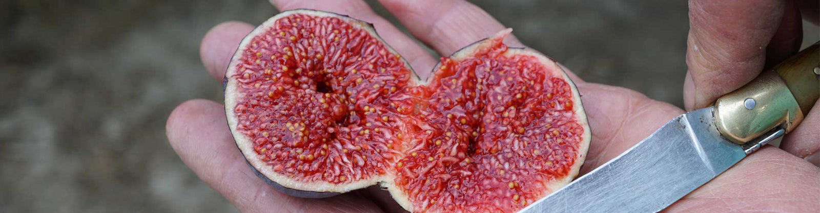 Les figues de Provence