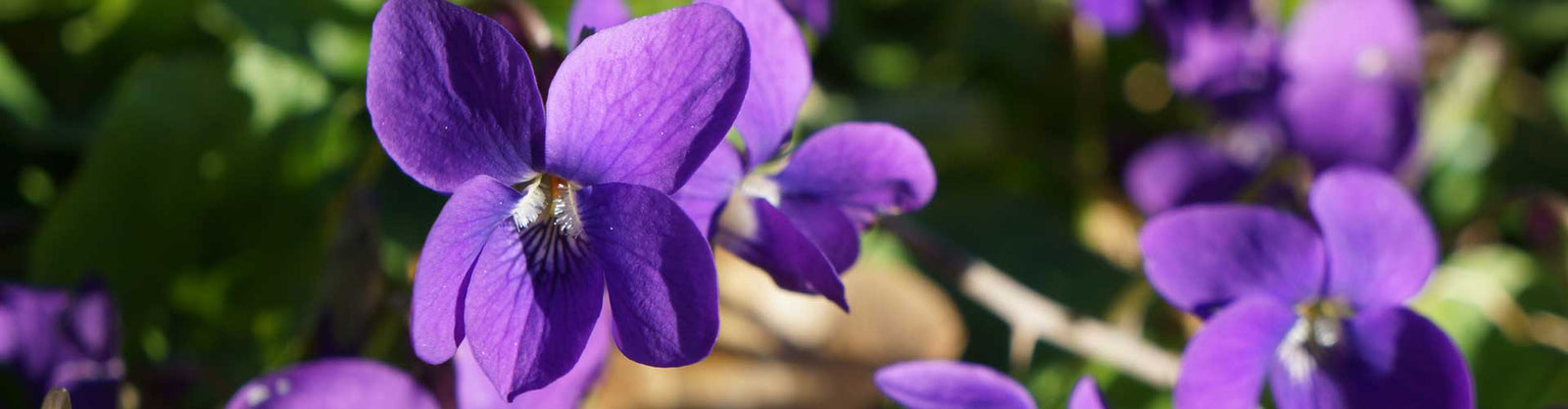 Les violettes de Tourrettes-sur-Loup